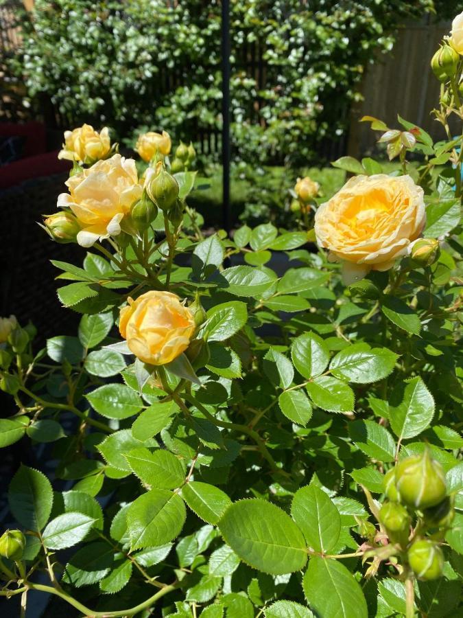 Summer Solstice Bed & Breakfast Niagara-on-the-Lake Екстериор снимка